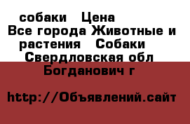 собаки › Цена ­ 2 500 - Все города Животные и растения » Собаки   . Свердловская обл.,Богданович г.